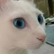 えりちかの画像