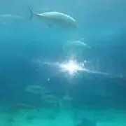 パンダの画像