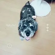 ゴーストドック