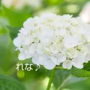 れな♭の画像