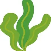 わかめの画像