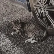 もね