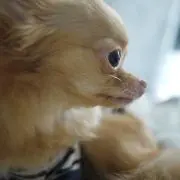 ブレイブバード