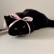 cheの画像