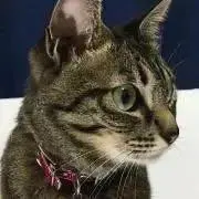 POPPOの画像