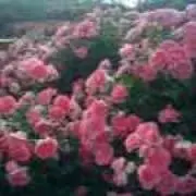 Naoの画像