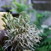 P. Willincki cv.Sweet moon sporeling - メルカリ