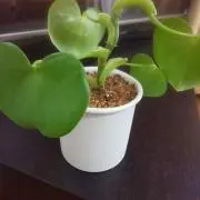 きみちゃんの画像