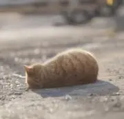 みかんの画像