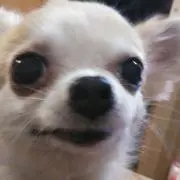 チワワのなな
