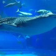 くまのこの画像
