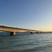 タイガの画像