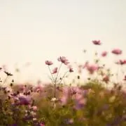 Novembre.の画像