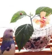 pikobouの画像
