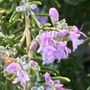 ちかもろち　5末出産/対応遅れますの画像