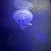 さくの画像