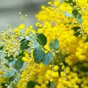 yumiの画像