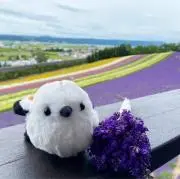 あずきの画像