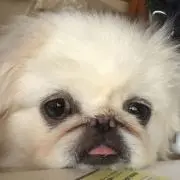 めいの画像