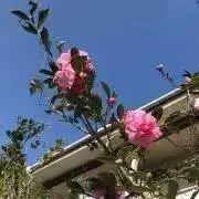 YMKの画像