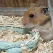 おもち.‎˖（プロフ必読♪）の画像