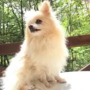 きなこの画像