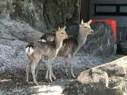 しゅう