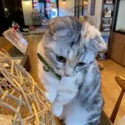 猫大好きの画像