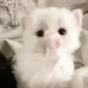ゆの画像