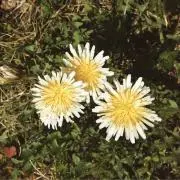 bebi.の画像