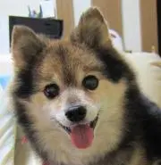 ooatariの画像