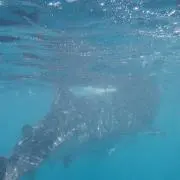 即発送を心掛けてます