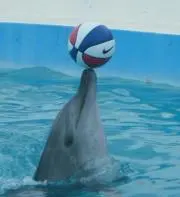 パパスの画像