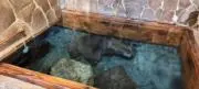ある