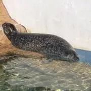 ずんたこの画像
