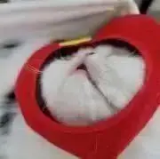 はいにゃ！