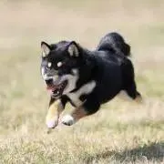 ぶー