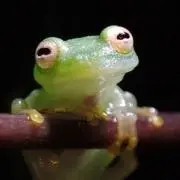 カエル聖人の画像