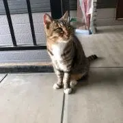 がな
