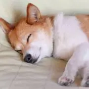 もちこの画像