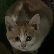 me gu ♪プロフ確認願います♫の画像