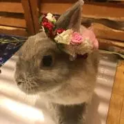 ふれあ※購入前にコメントお願いしますの画像
