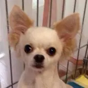 しらいし