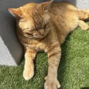 ねここの画像