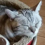 ヤマト
