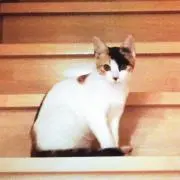 ミケの画像