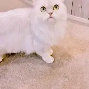 きぬ♡【お値下げ依頼受付中】の画像