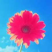 ルークの画像