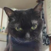 ネコ