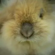 クロの画像
